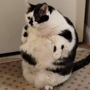 Meet your Posher, Concepcion